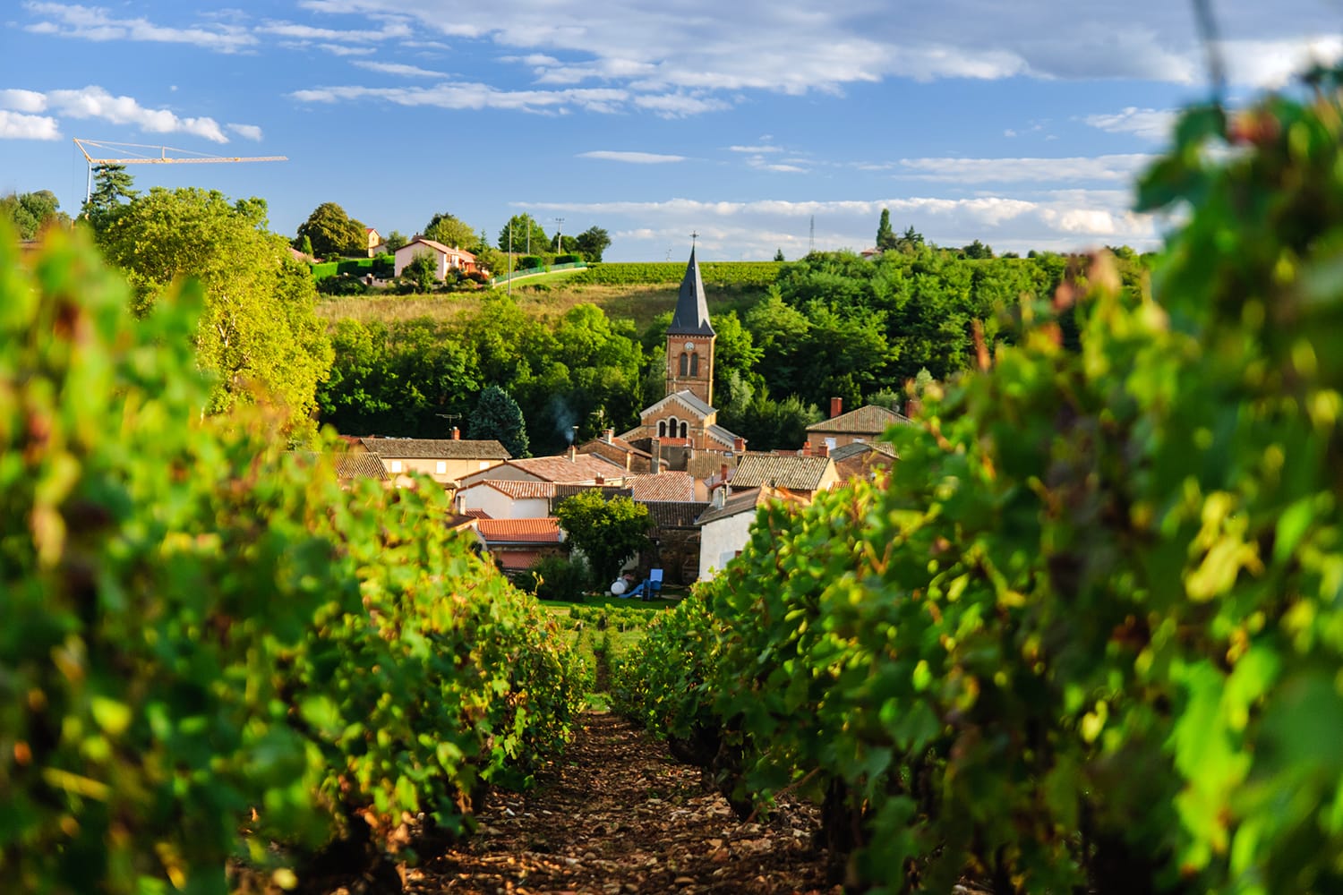Vineyard and the town of Saint Julien in region Beaujolais, France