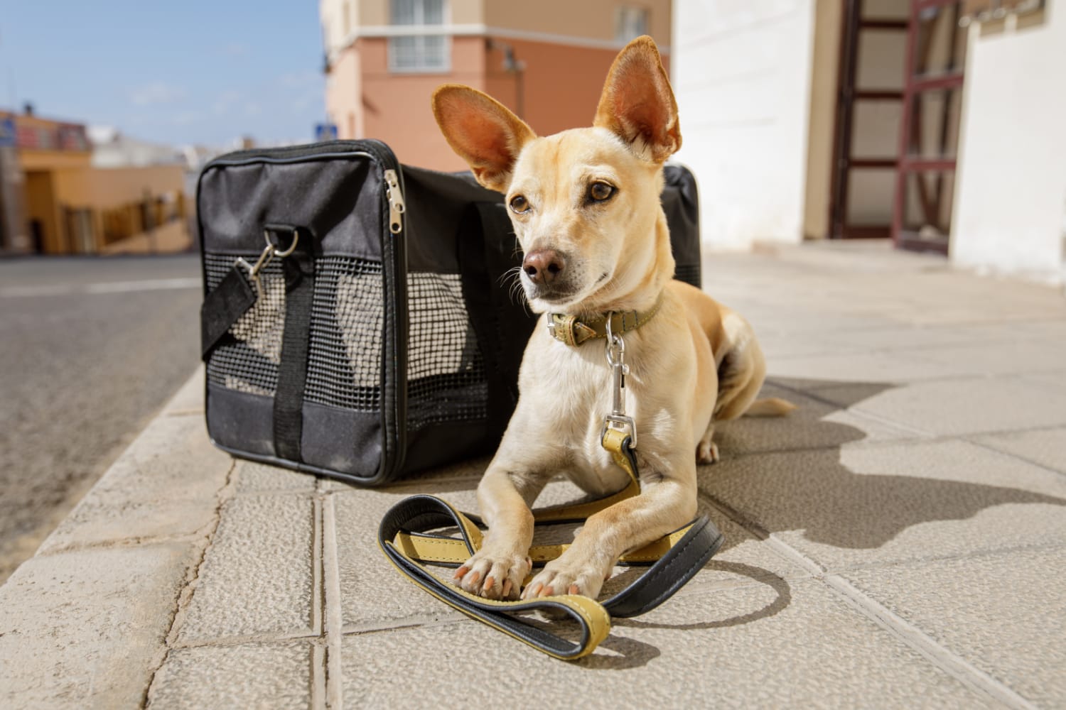 3000円 【楽天ランキング1位】 AIR BUGGY FITT dog carry bag
