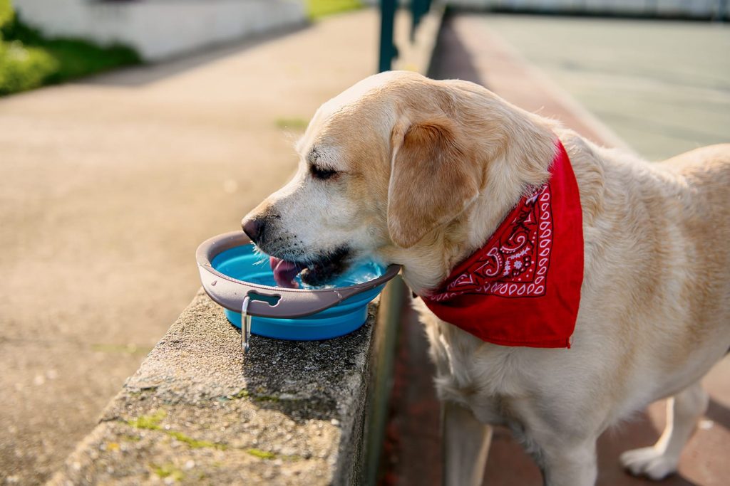 Labrador dog drinks water from a travel dog bowl