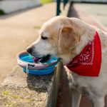Labrador dog drinks water from a travel dog bowl