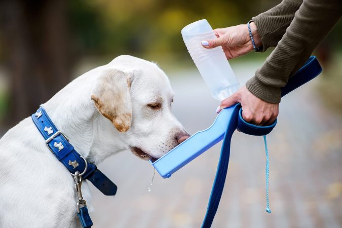 Dog drinking water from portable dog water bottle