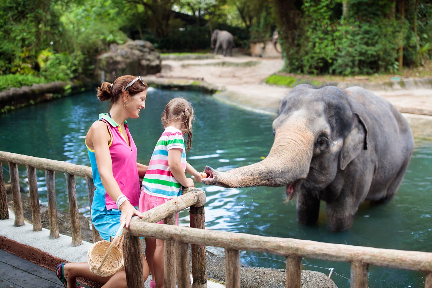 Family feeding Elephant in Singapore Zoo