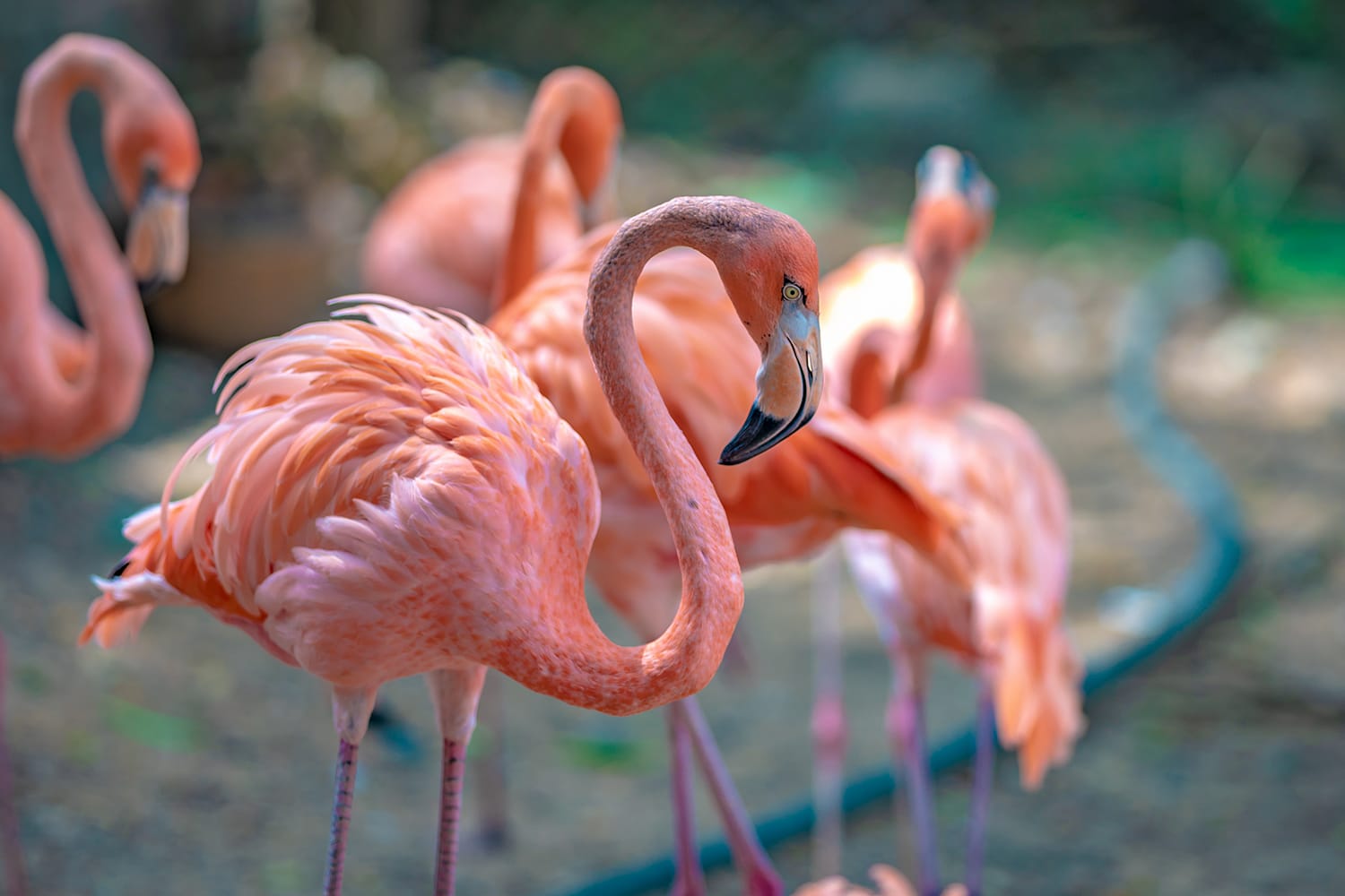 A Flock Of Flamingos In Chester Zoo, UK