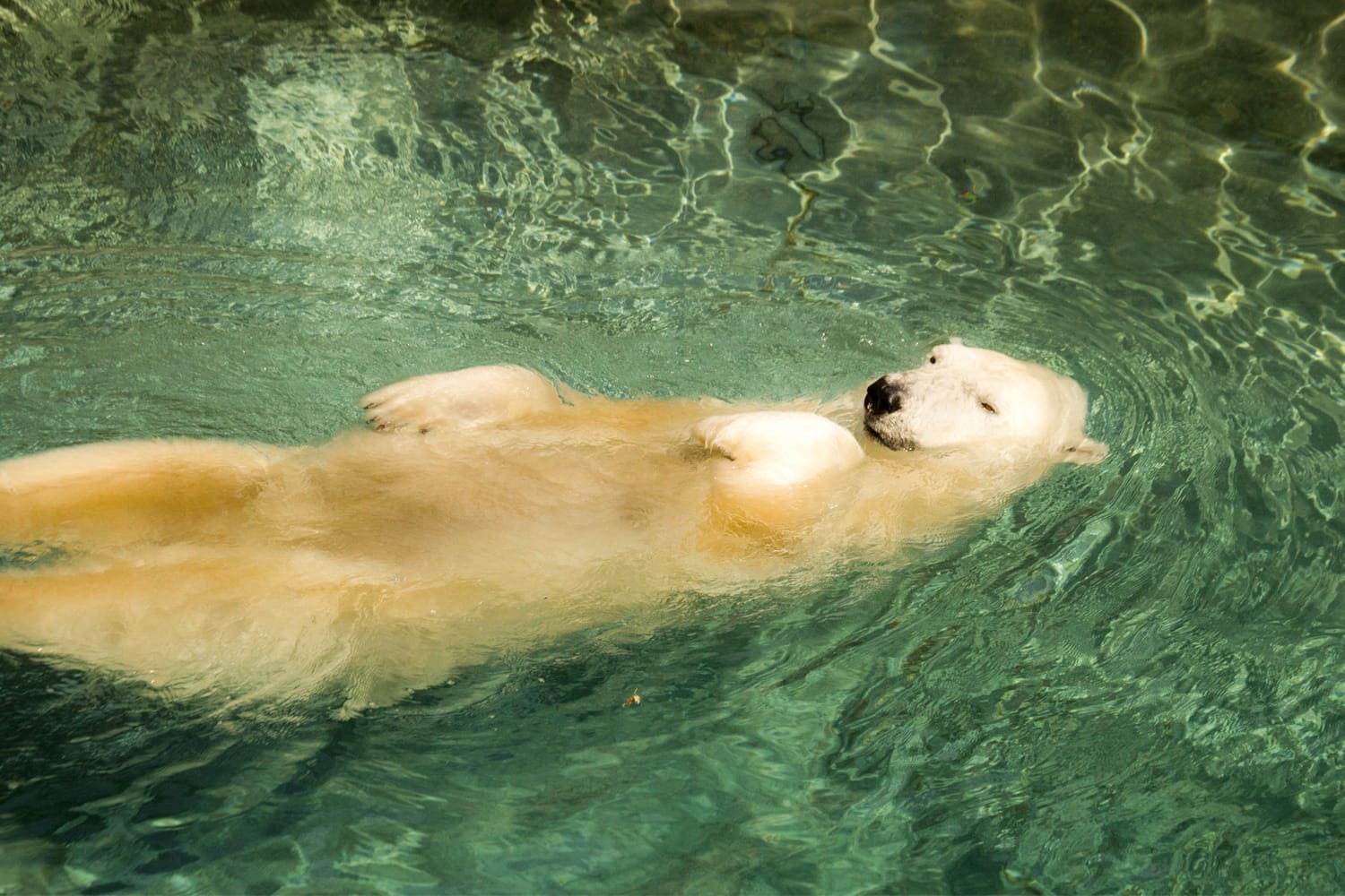 Polar Bear swimming at the Omaha Zoo, Nebraska, USA