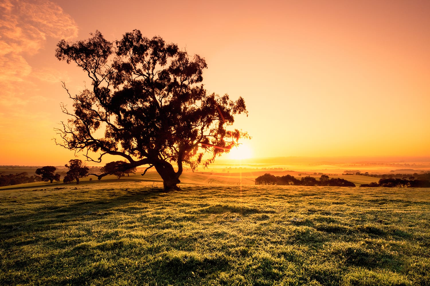 Preciosa sortida del sol a la vall de Clare, Austràlia Meridional
