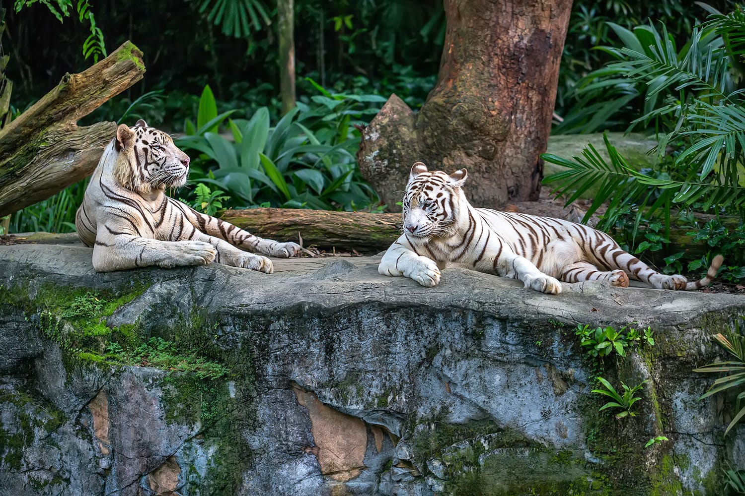 Two white tigers are resting on the rock on the trees background in the zoo in Singapore.