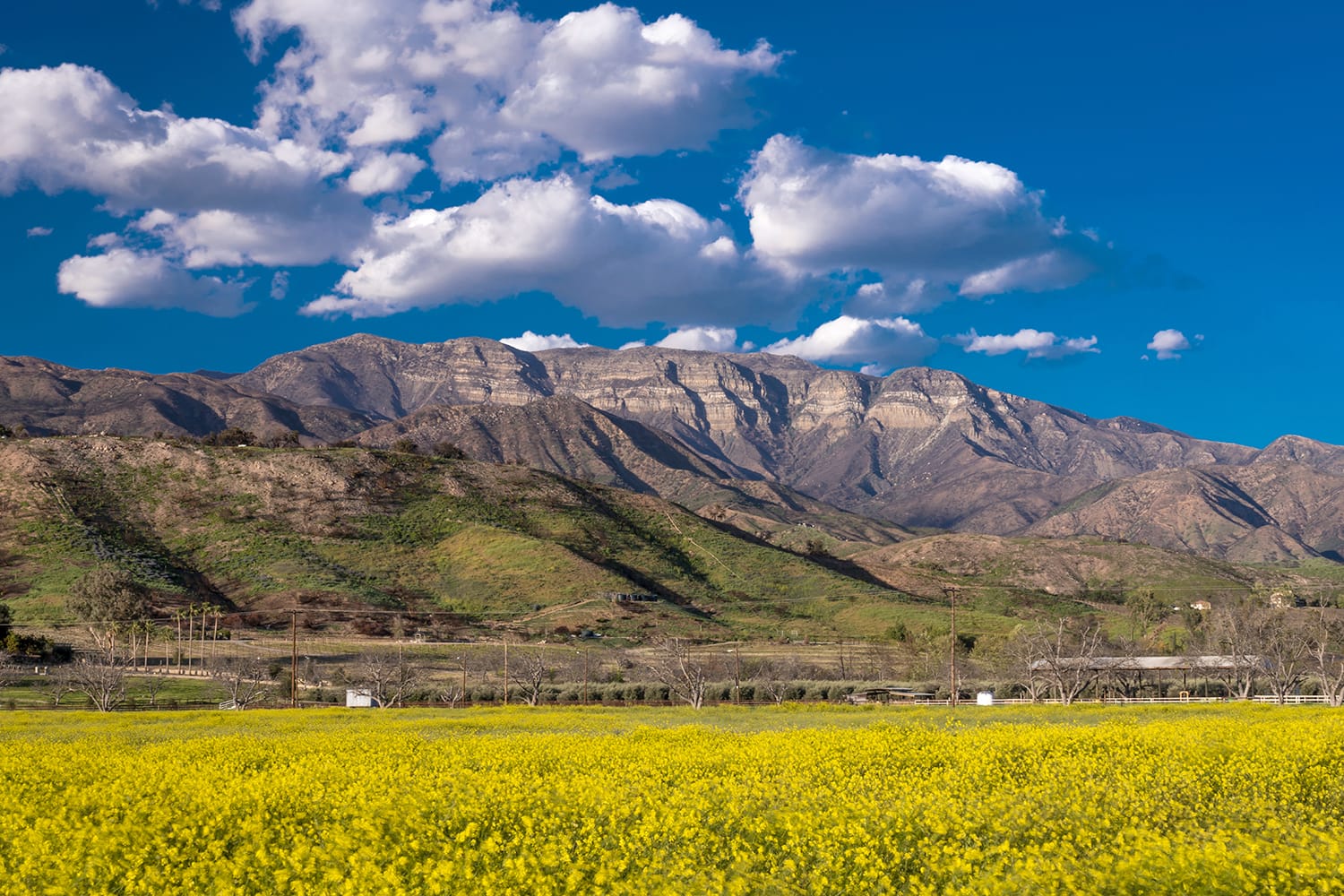Field of Yellow mustard and Topa Topa Mountains, Upper Ojai California, USA