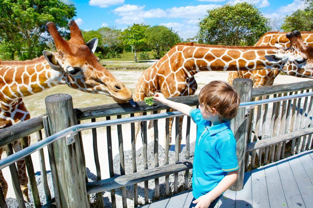 Boy feeding Giraffe at Miami Zoo in Florida, USA