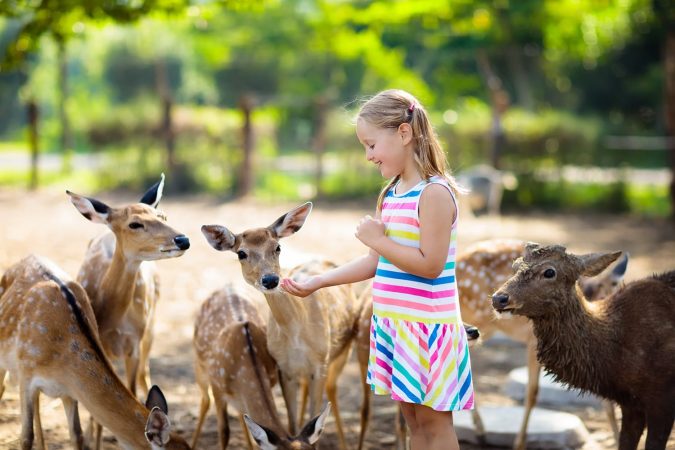 Child feeding wild deer at Woodland Park Zoo in Washington, USA