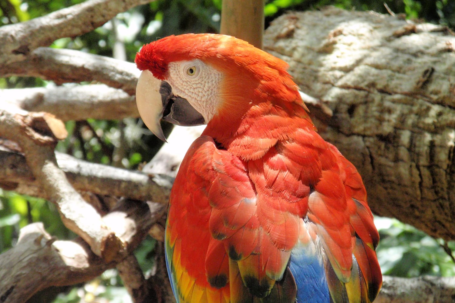 Parrot in Brevard Zoo, Florida, USA