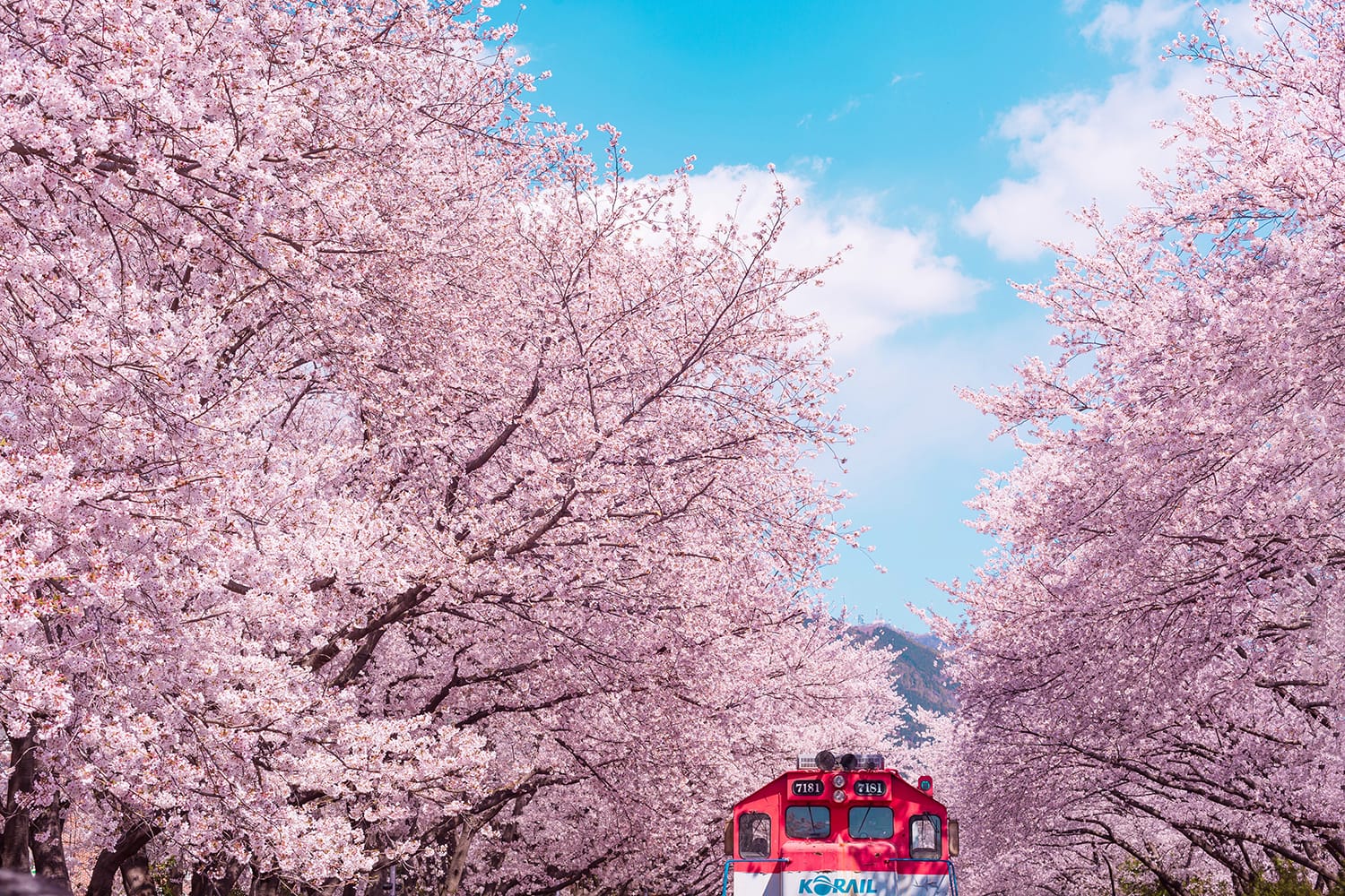 Cherry blossom with train in Jinhae, South Korea