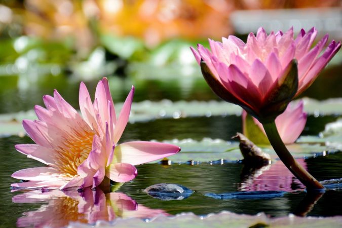 Water lilies in Naples, Florida, USA
