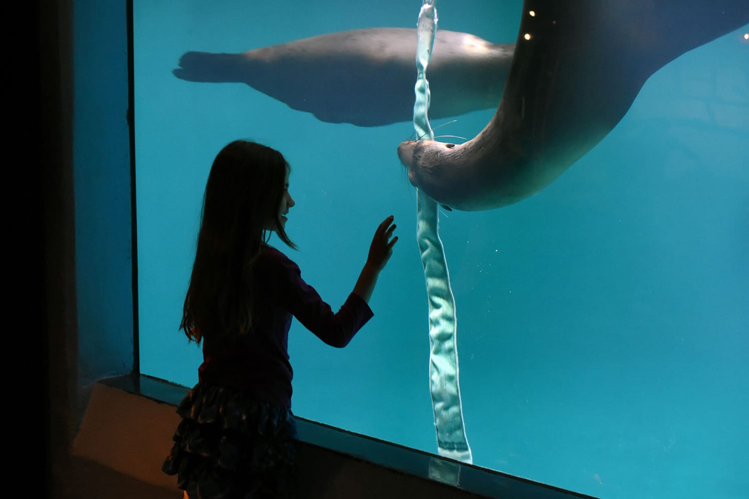 Girl at the Mystic Aquarium in Connecticut, USA