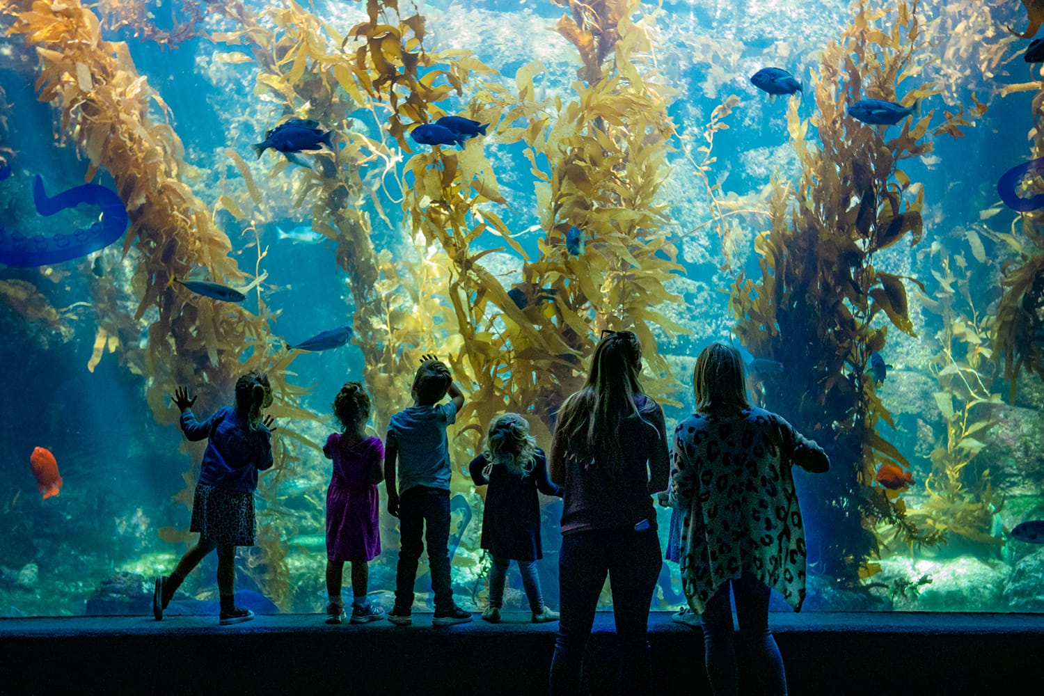 Kelp forest at the Birch Aquarium in San Diego, California, USA