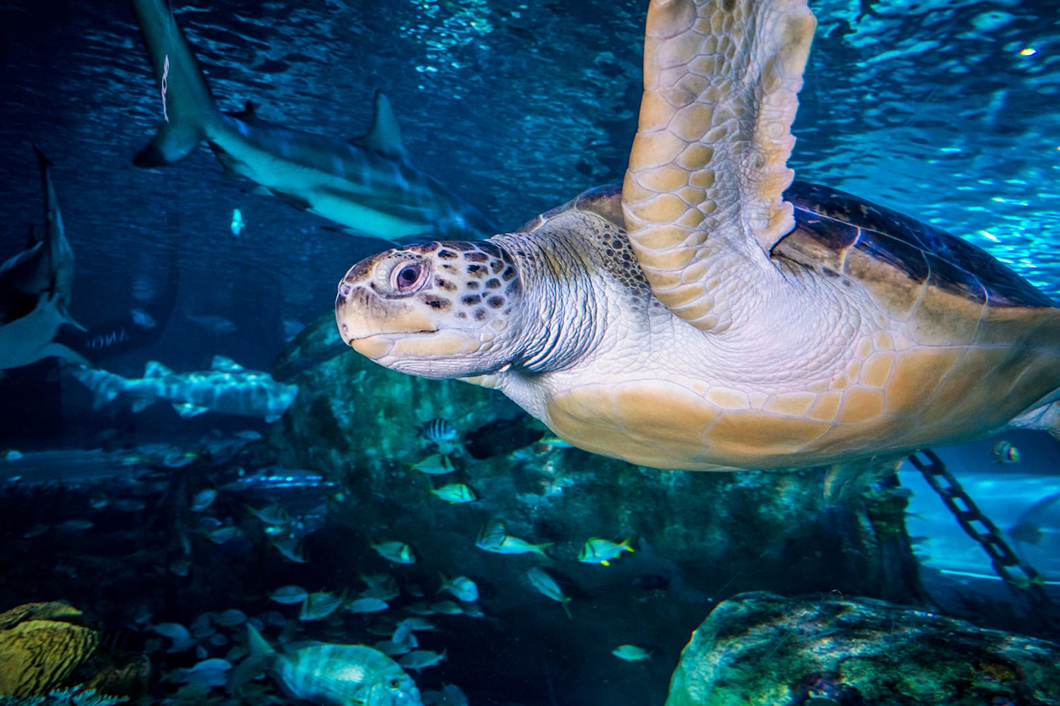 Sally the Green Sea Turtle at the Ripley's Aquarium in Gatlinburg, Tennessee, USA