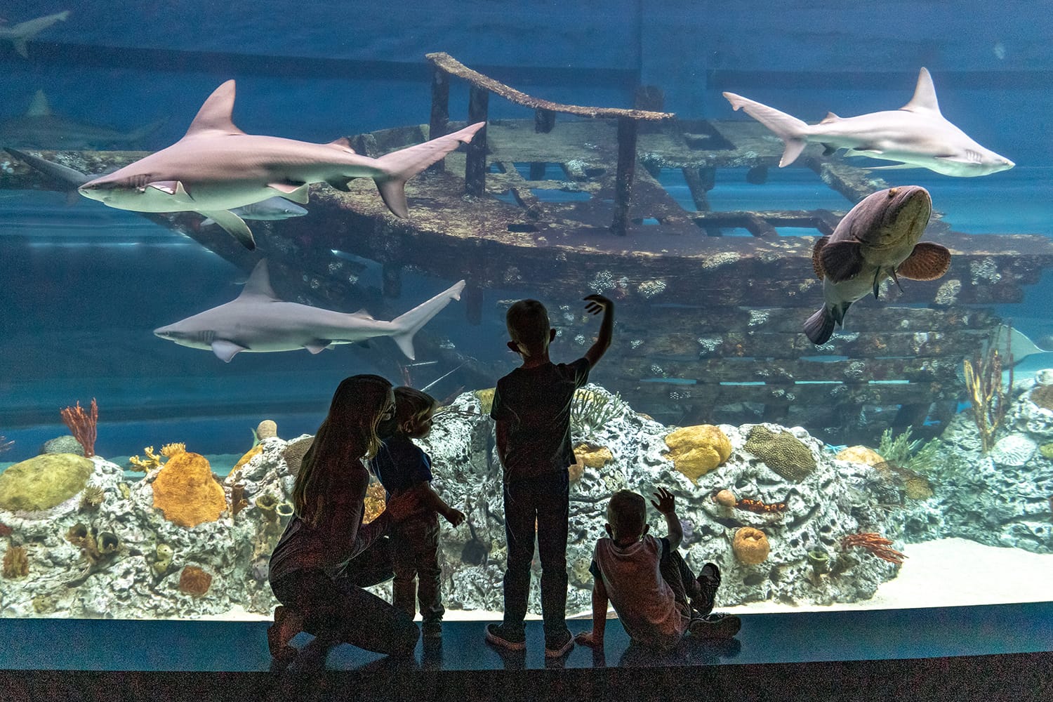 Sharks at the Texas State Aquarium
