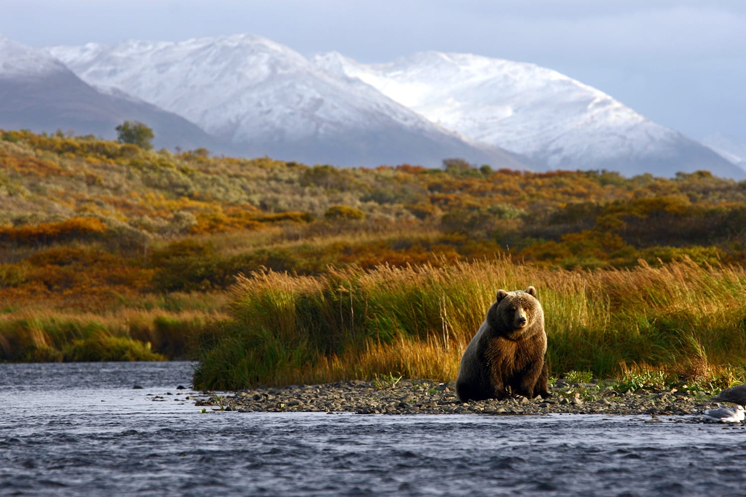Kodiak brown bear looking for salmon in the river in Alaska