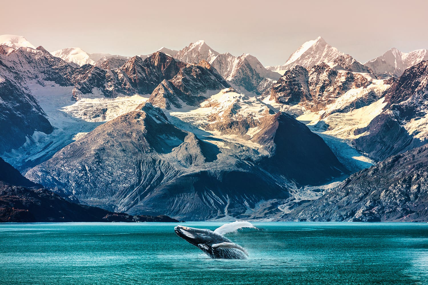 Whale in Glacier Bay National Park, Alaska, USA.