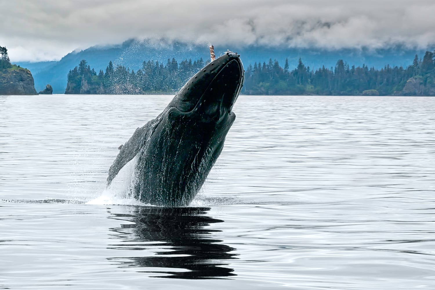 A big whale breaching in the Alaskan ocean near Seward with water splash in a grey cloudy day of summer