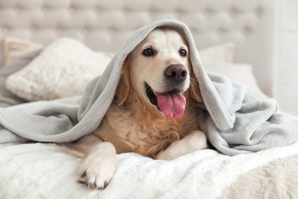 Happy smiling young golden retriever dog under light gray plaid. Pet warms under a blanket in cold winter weather.
