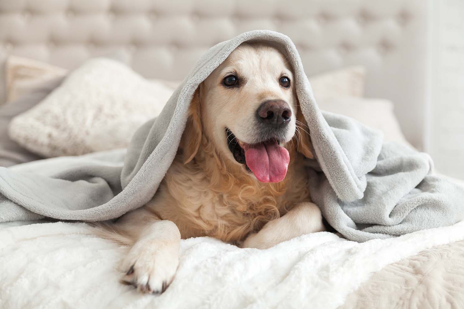 Dog Cuddling Blanket