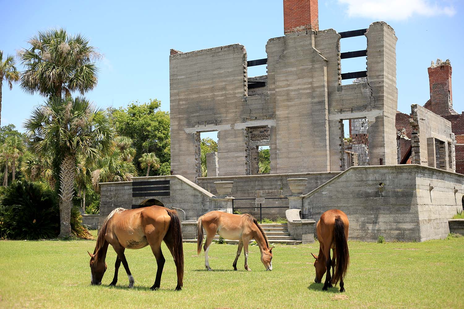 Wild Horses Eating near Ruins on Cumberland Island, Georgia