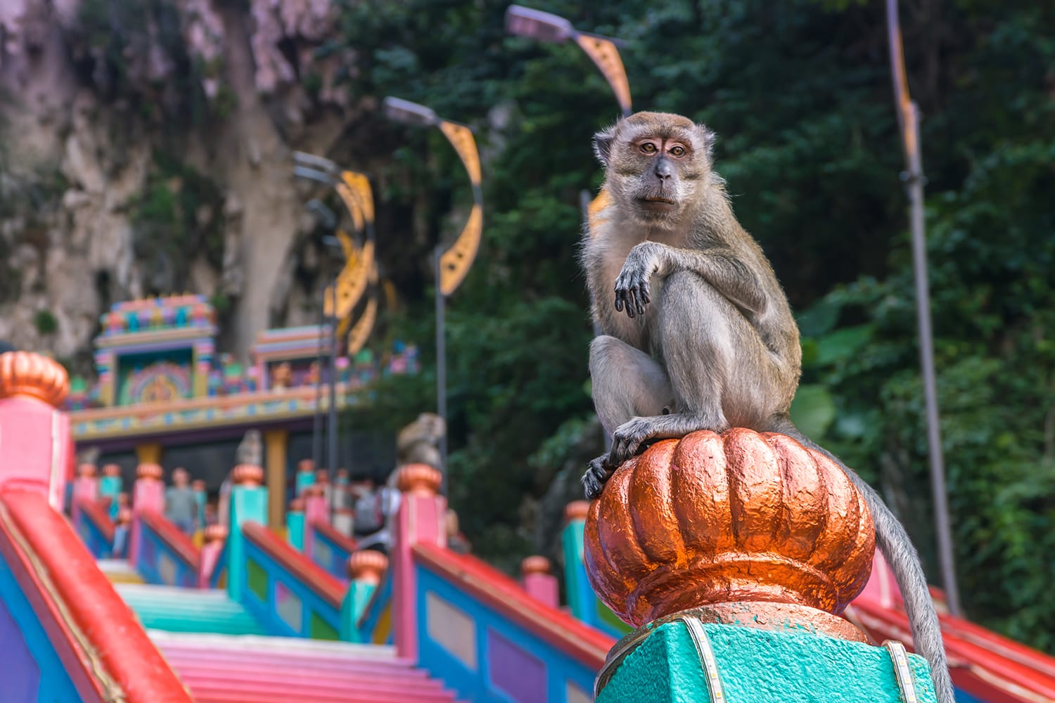 Monkey at the Batu Caves in Malaysia