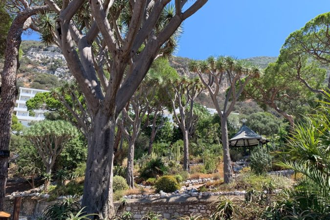 Dragon trees with Gibraltar’s Alameda Botanical Gardens