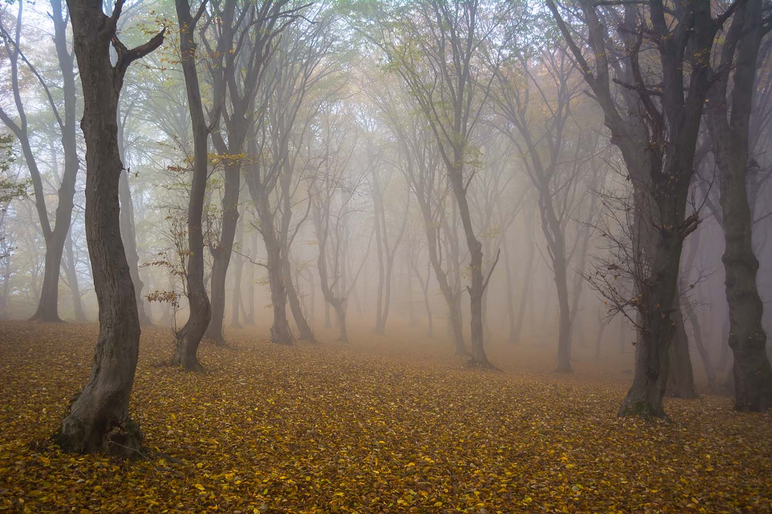 Hoia-Baciu Forest in Romania