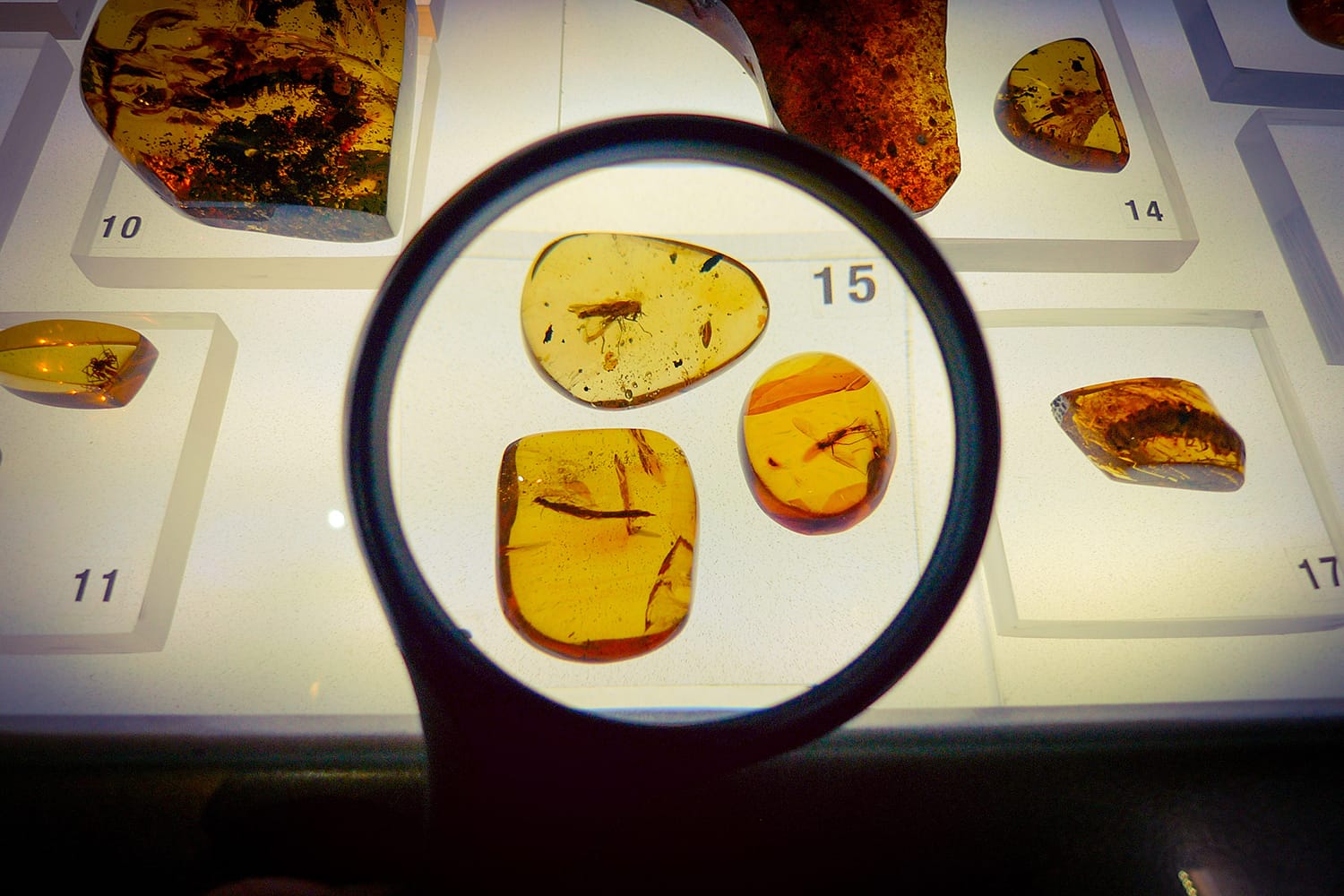 Amber fossiles from San Cristobal de Las Casas, Chiapas, Mexico
