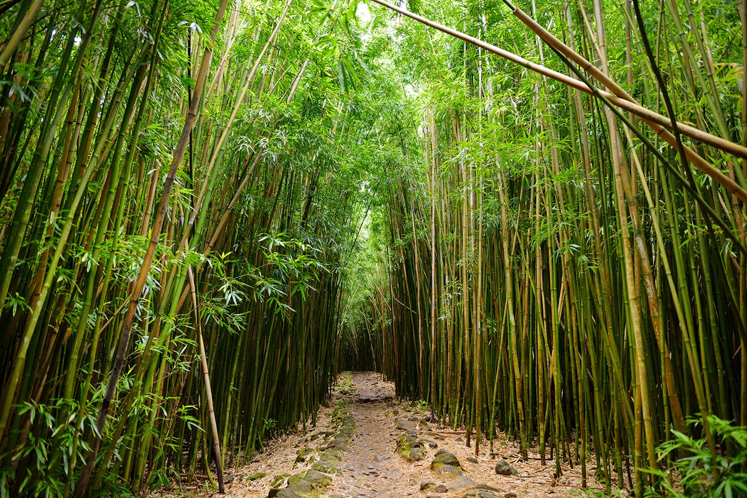 Path through dense bamboo forest, leading to famous Waimoku Falls. Popular Pipiwai trail in Haleakala National Park on Maui, Hawaii, USA