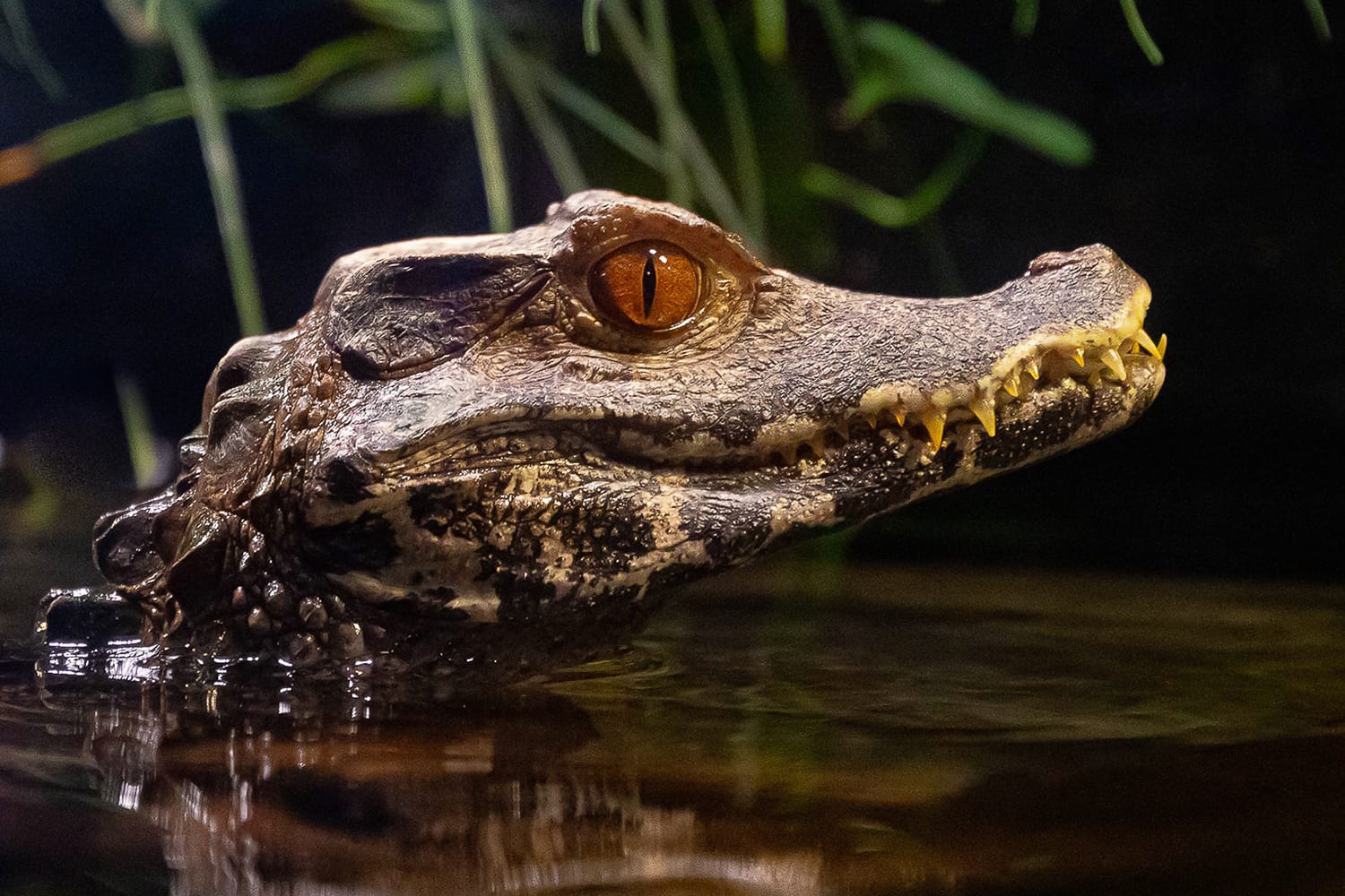 Caiman Crocodile at OdySea Aquarium, Arizona
