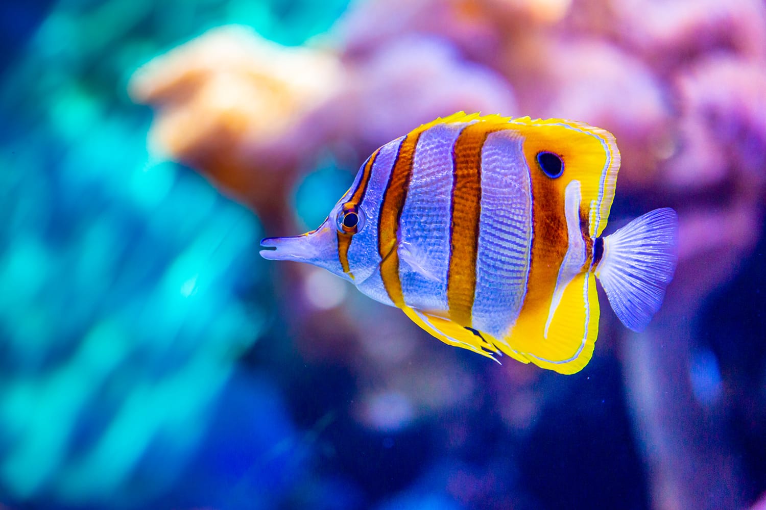 Copperband butterflyfish (Chelmon rostratus), commonly known as beaked coral fish