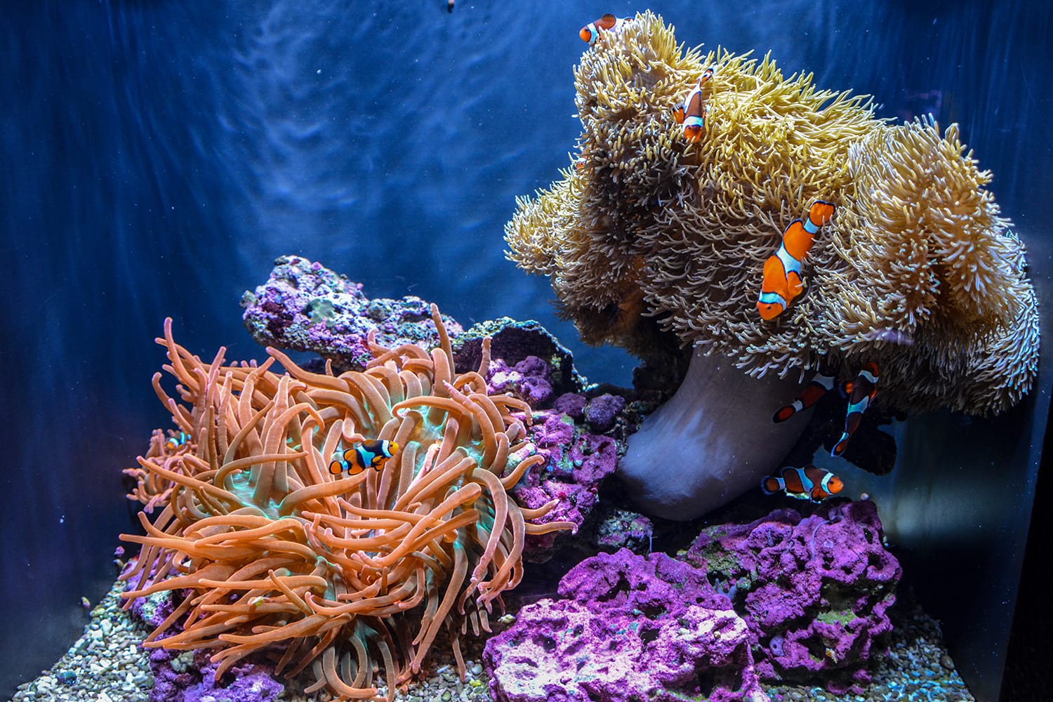 Coral and clown fish at an aquarium
