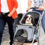 Adorable dog sitting on a pet stroller and having a ride by its owners