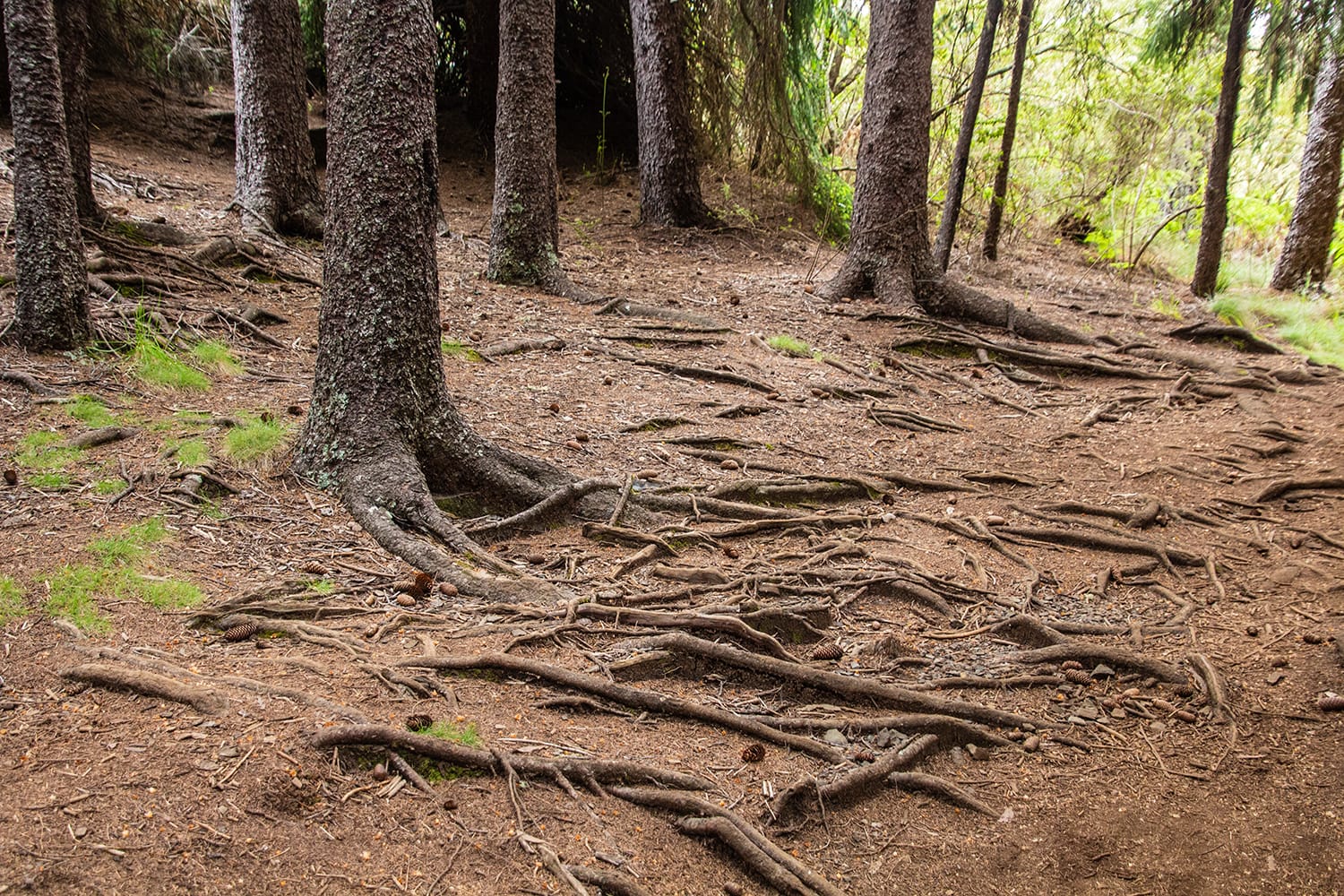 Pine Trees and Tree Roots in Hosmer Grove, Maui, HI