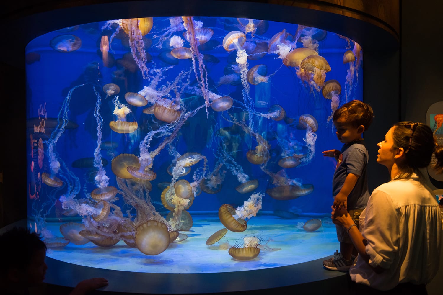 The visitors looking at the Aquarium full of jelly fishes in Long Beach, CA