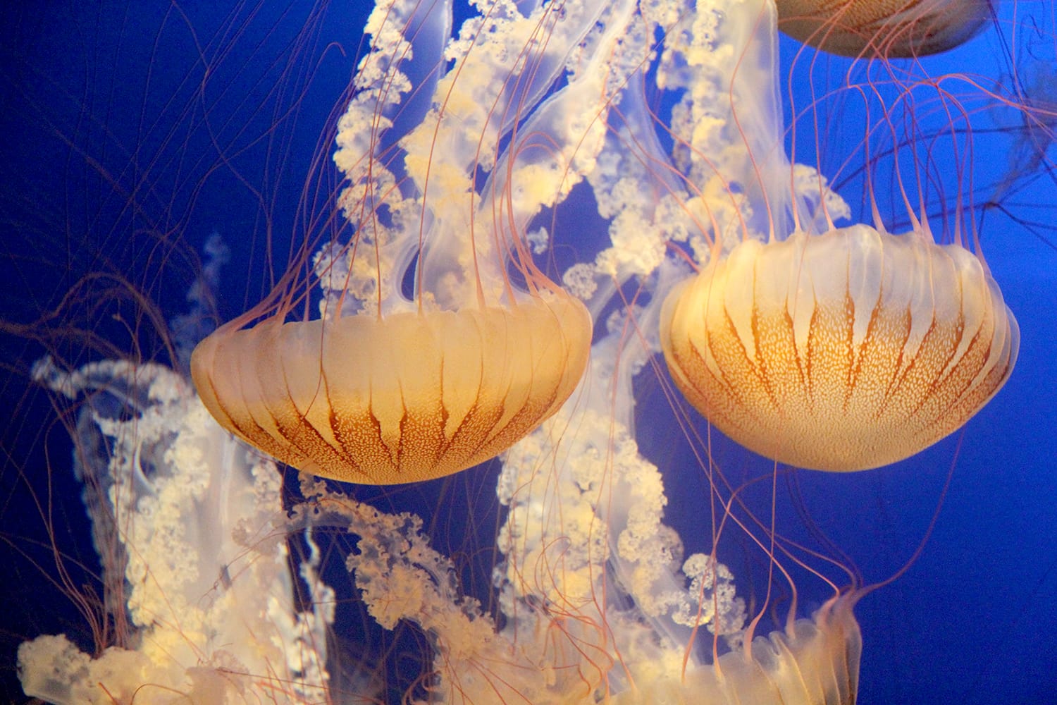 Jellyfish at the Omaha's Henry Doorly Zoo and Aquarium
