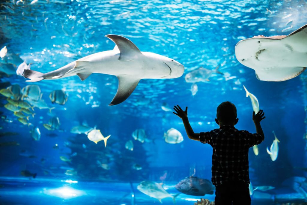 Kid watching the shoal of fish swimming in aquarium