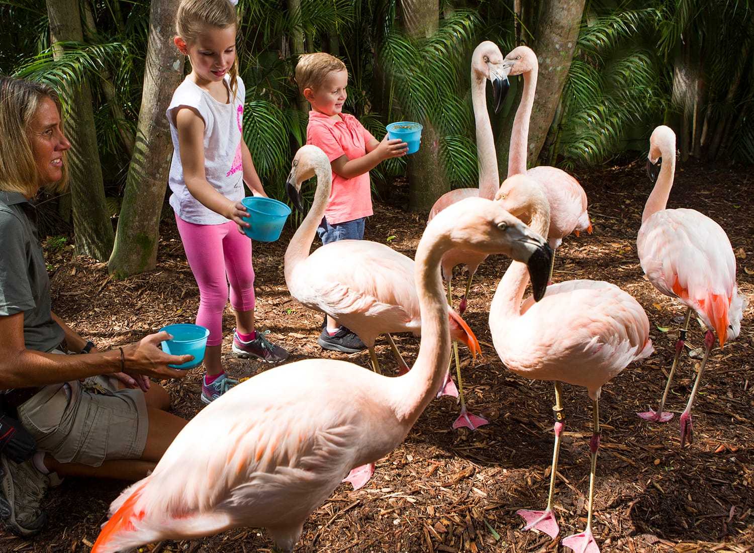 Kids feeding flamingos at the Palm Beach Zoo in Florida, USA