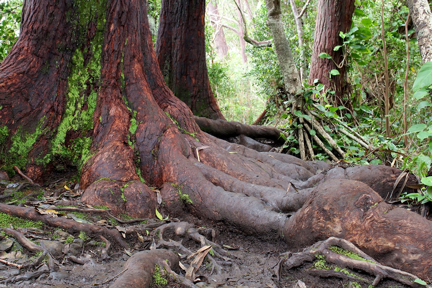 The trunk and roots of a Redwood tree in Ko'olau Forest Reserve on the Waikamoi Nature Trail along the road to Hana in Maui, USA