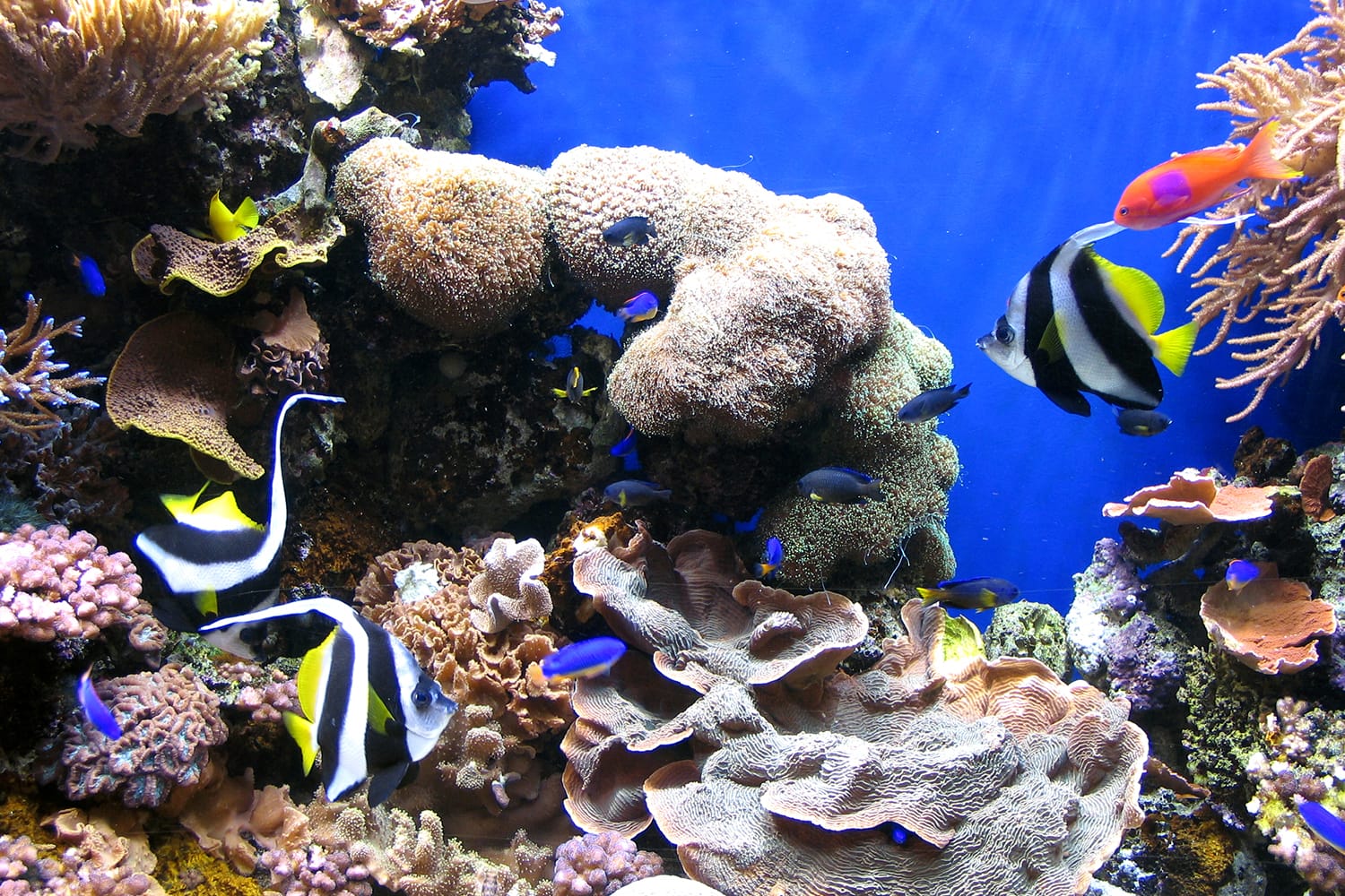 Coral and fish at the Monterey bay aquarium in Long Beach, California