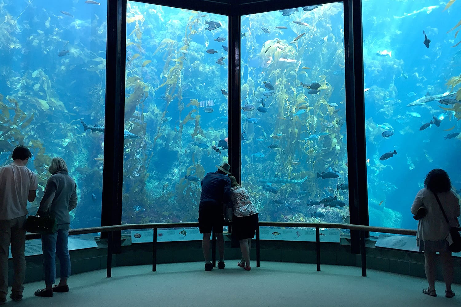 Visitors view fish in the Kelp Forest tank at The Monterey Bay Aquarium in Monterey, California, USA.