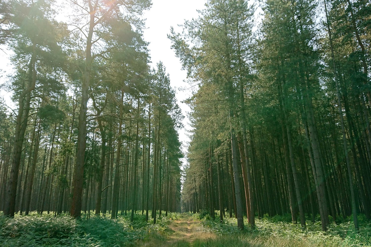 Hutan Thetford, Inggris, Inggris Raya