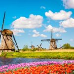 Windmills and tulip fields in Kinderdijk, Netherlands