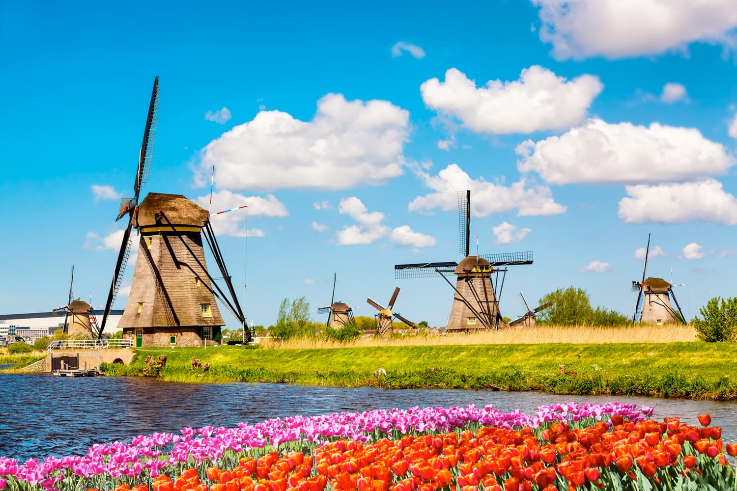Windmills and tulip fields in Kinderdijk, Netherlands