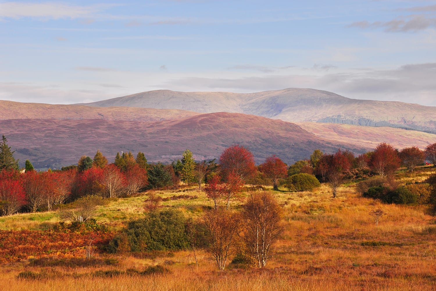 Mountains of the Scottish Highlands and trees in autumn colours on the Cow Hill Circuit Walk. Fort William, Scotland