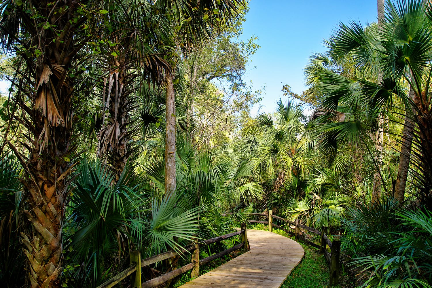 Wooden boardwalk in the Ocala National Forest