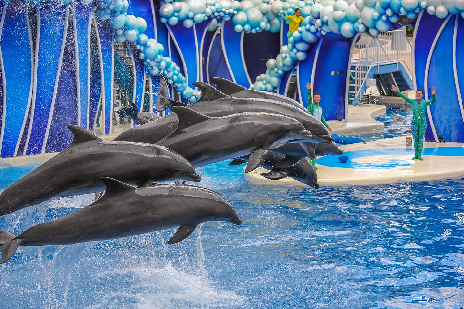 A group of dolphins jumping together in Azul Show at Seaworld.