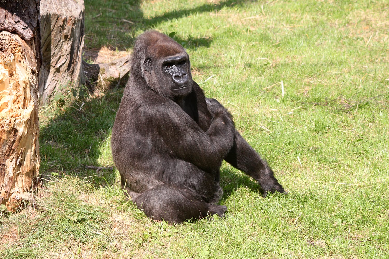 Gorilla at Durrell Wildlife Park, Jersey, Channel Islands